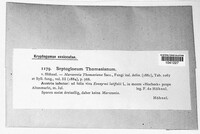 Septogloeum thomasianum image